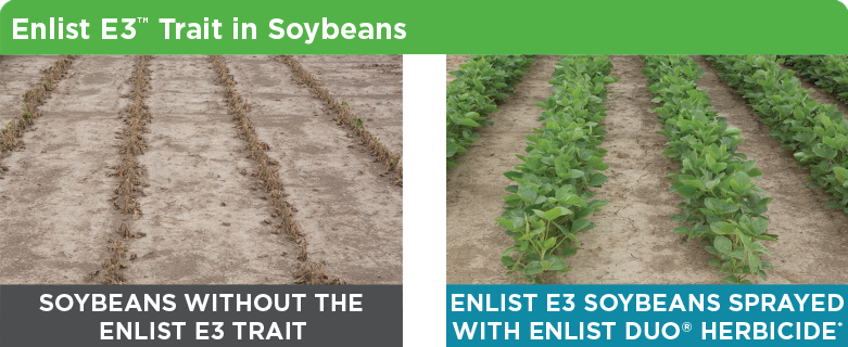 Enlist Field Tested Beans